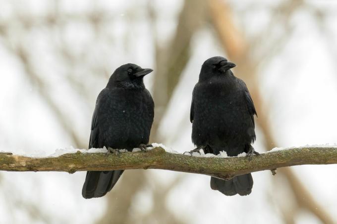 dvije vrane sjede na grani