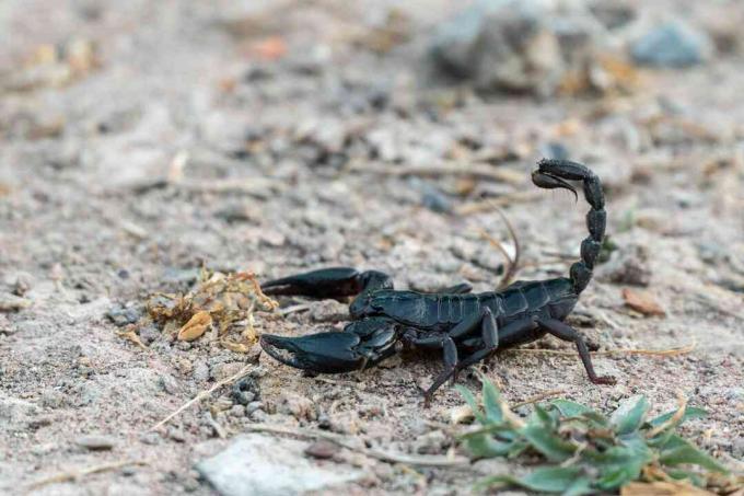 Crni škorpion hoda po pješčanom tlu.