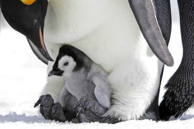 Pileći carski pingvin na očevim nogama.