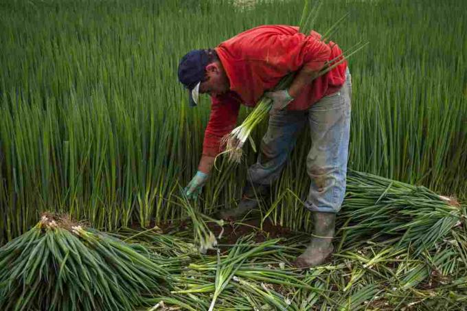 Trabajador arrancando cebolletas.