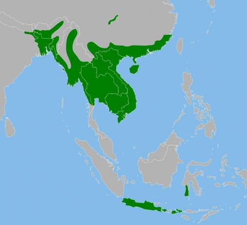 Raspon burmanskih pytona u Aziji.