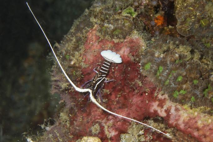 Maloljetni oslikani špinatni jastog