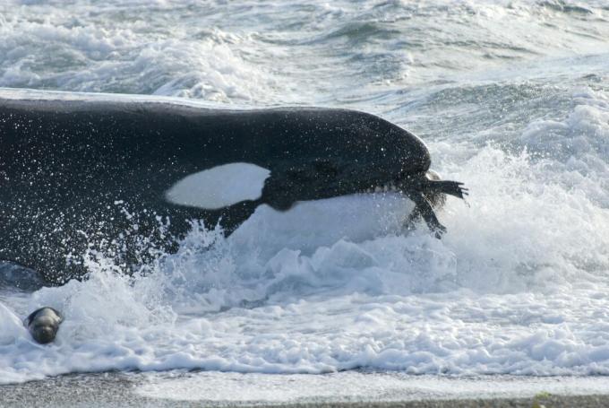 Ubojica (Orcinus orca) s juvenilnim morskim lavom (Otaria flavescens) u ustima, Patagonija, Argentina, Atlantski ocean