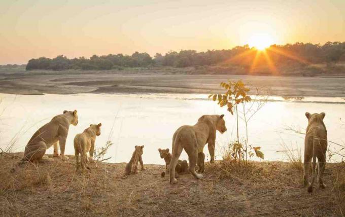 Lavice s mladuncima uz rijeku na zalasku sunca u Nacionalnom parku South Luangwa, Zambija