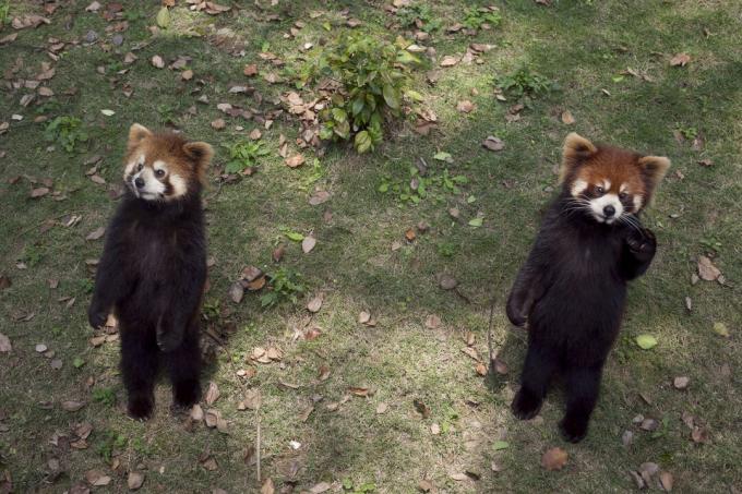 Crvena panda koja stoji na zadnjim nogama i ispružuje kandže može izgledati simpatično, ali zapravo je prijetnjasto ponašanje.