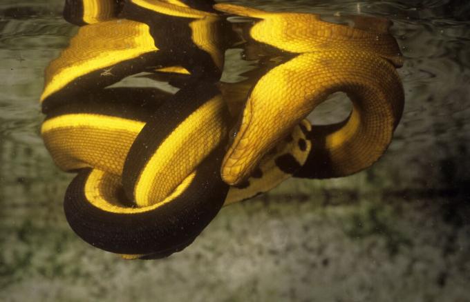 Takozvana kalifornijska morska zmija zapravo je morska zmija sa žutim trbuhom.