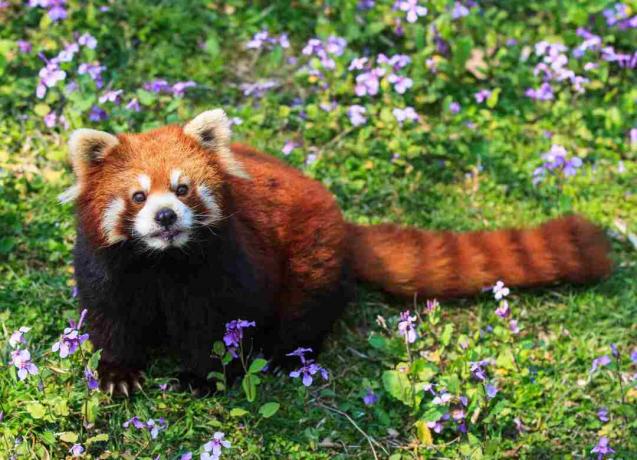Crvena panda ima crvenkasto krzno, maskirano lice i zavezani rep.