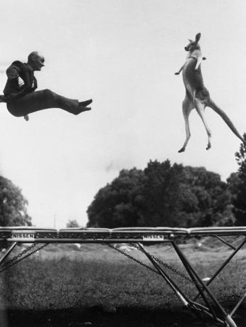 Kengur i čovjek koji skaču na trampolinu, crno-bijela fotografija.