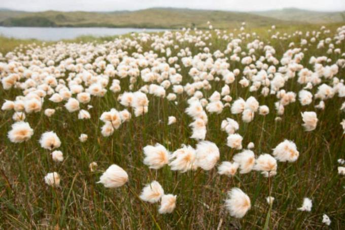 Aljaska pamučna trava Tundra