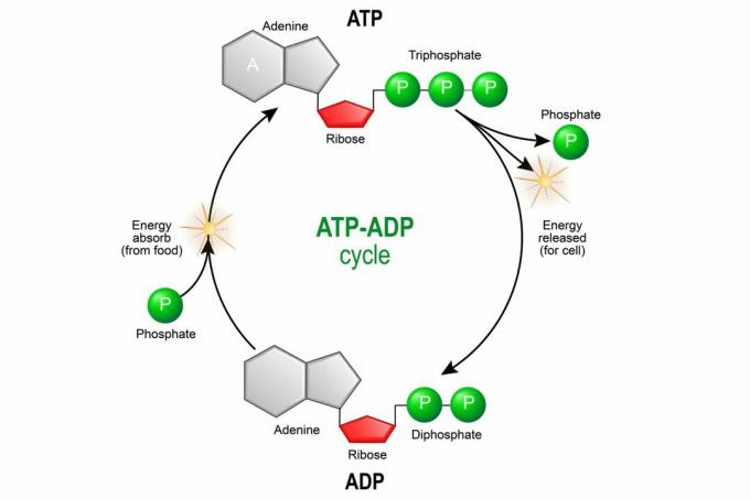 ATP ADP ciklus