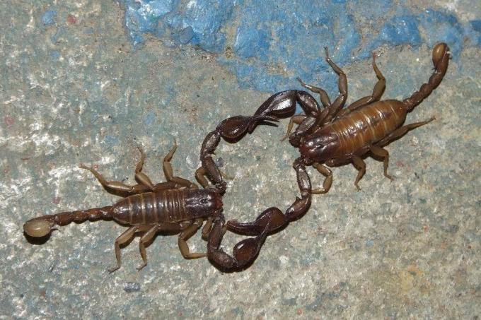 Dva škorpiona koji plešu na stjenovitoj površini.