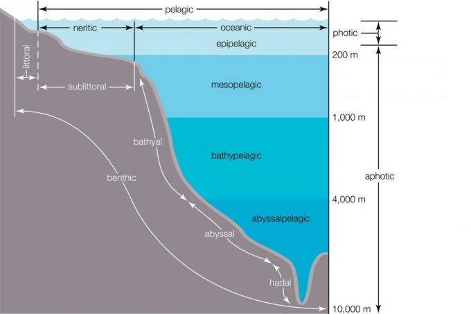 Oceanske zone