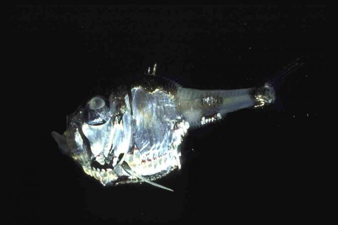 dubokomorska riba