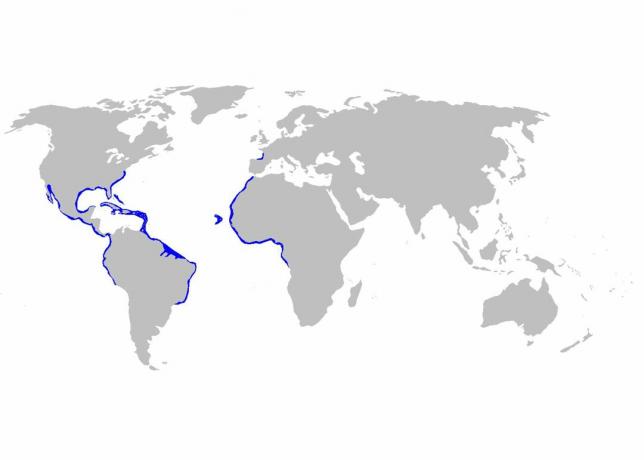 Karta distribucije za Gindingmostoma cirratum