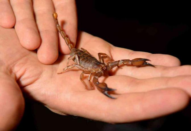 Škorpion se drži u ljudskim rukama na crnoj pozadini.