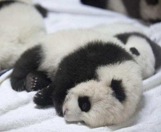 Slatka beba divovska panda