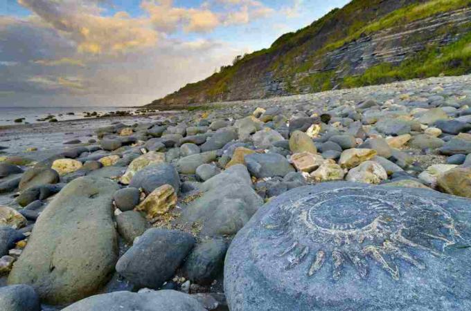 Velika Britanija, Engleska, Dorset, Lyme Regis, plaža Monmouth, ploča za amone, veliki fosil amona