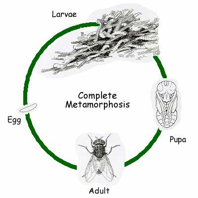 Kućna muha je holometabolozna, s potpunom metamorfozom.