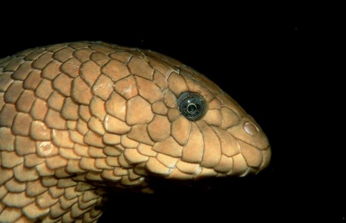 Maslinova morska zmija, Hydrophiidae, Tihi ocean, Papua Nova Gvineja