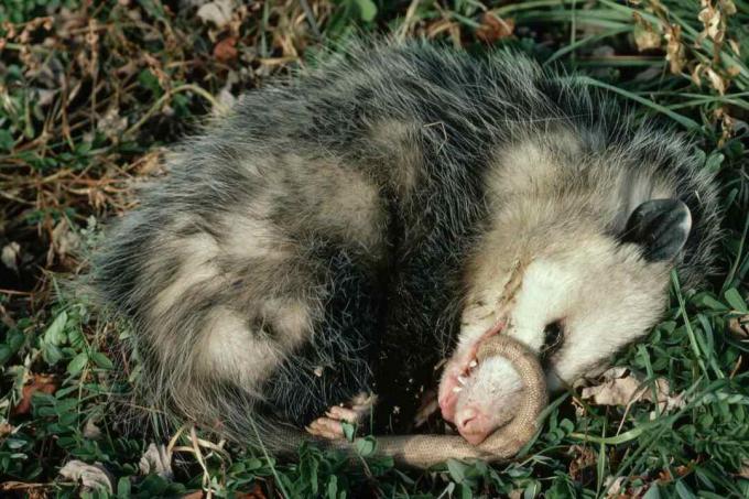 Virginia Opossum igra mrtvu