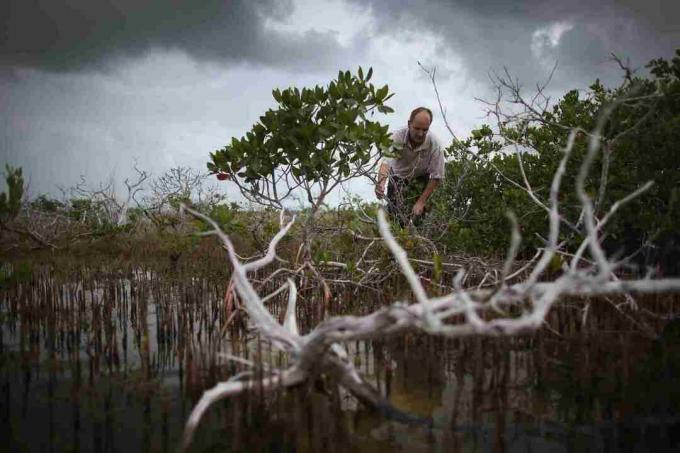 Utjecaji klimatskih promjena na Florida Key
