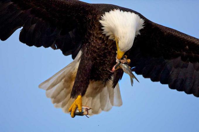 Ćelavi orao (Haliaeetus leucocephalus) leti i jede ribu, Homer, Aljaska, SAD