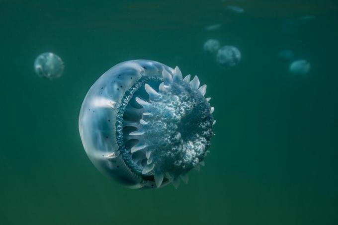 Cannonball meduze iz Baja California