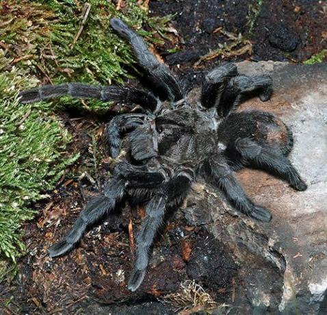 Crna brazilska tarantula (Grammostola pulchra)