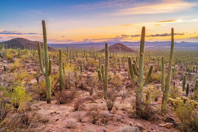 Šuma kaktusa Saguaro u Nacionalnom parku Saguaro u Arizoni