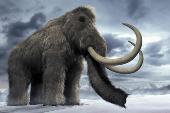 Vunati mamut (Mammuthus primigenius), ili mamurli iz tundre.