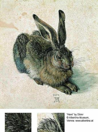 Zec ili zec - Albrecht Dürer