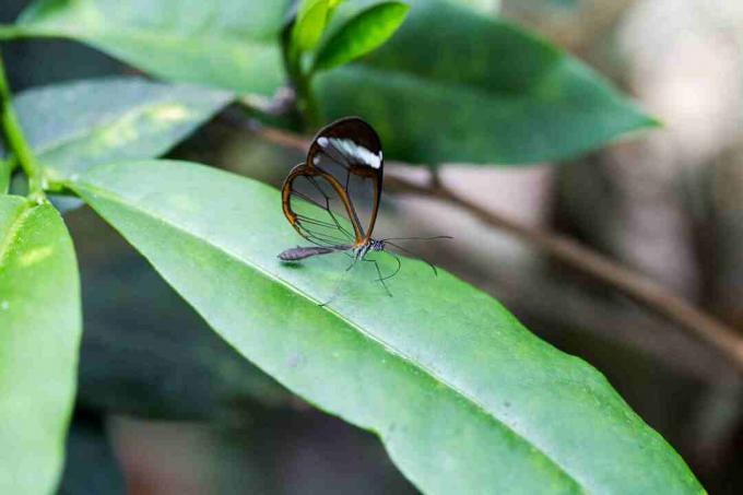 Ličinke leptira iz staklenog okusa imaju loš okus prema mravama mecima.