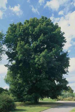Carya cordiformis (Butternut hickory), stablo zelenog lišća u parku pored staze