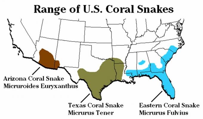 Koraljne vrste zmija i raspon u Sjedinjenim Državama