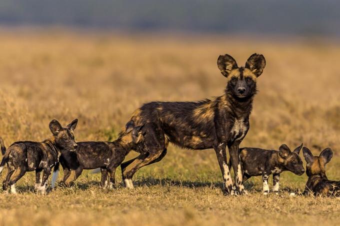 Cinjenice Africkog Divljeg Psa Prehrana Ponasanje Staniste