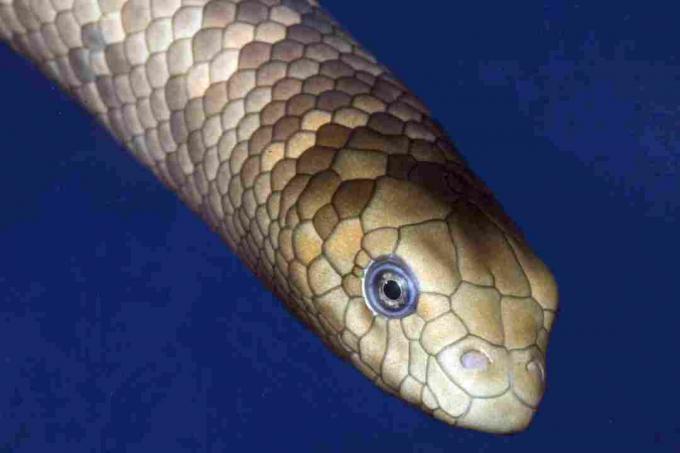 Maslinska morska zmija stara dva dana, Akvarij Reef HQ, Townsville, Queensland, Australija