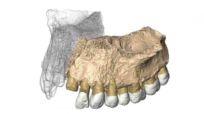 Obnovljena Mislaya Maxilla