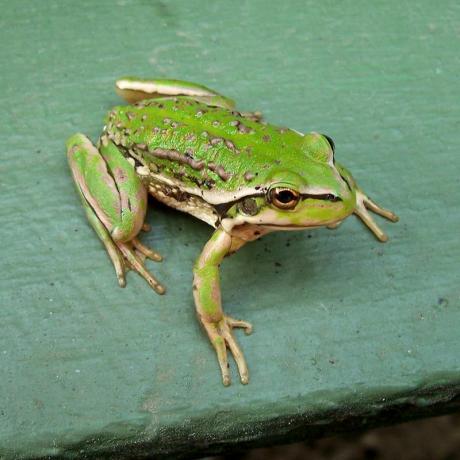 zelena žaba