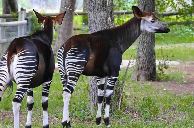 Dva okapisa (Okapia johnstoni) u zoološkom vrtu Oklahoma City, Oklahoma City, država Oklahoma, SAD