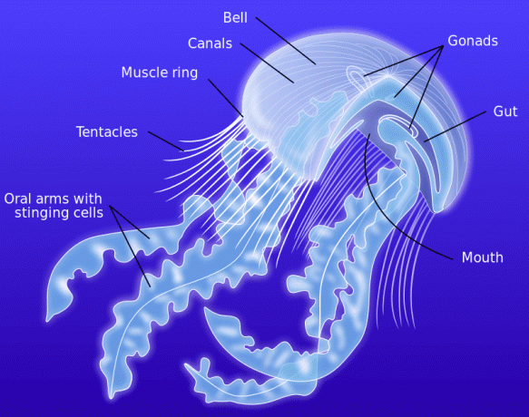 Ilustracija koja prikazuje različite dijelove meduza