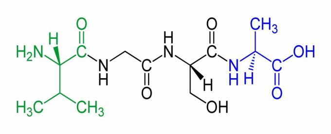 Ovo je primjer tetrapeptida, s N-terminalom u zelenoj boji, a C-krajnikom u plavoj boji.