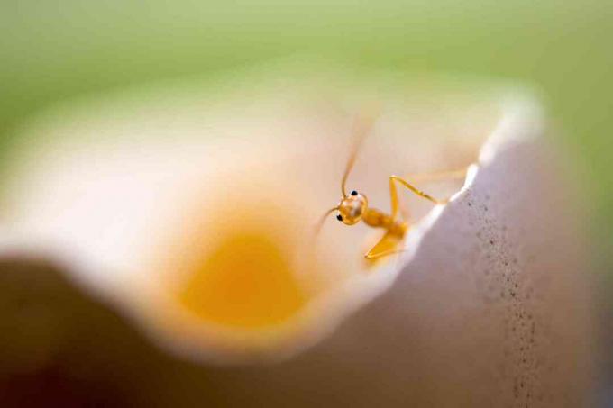 slatka mala usamljena crvena mrava