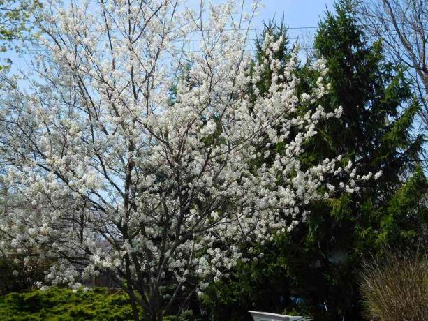 Serviceberry u uređenom okruženju.