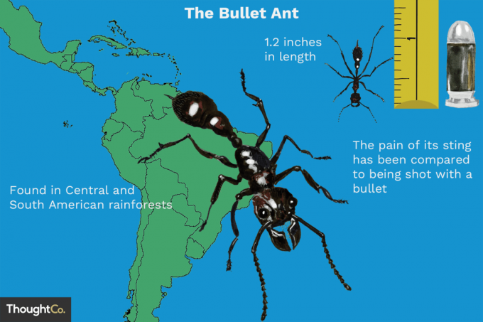 Mrav od metka