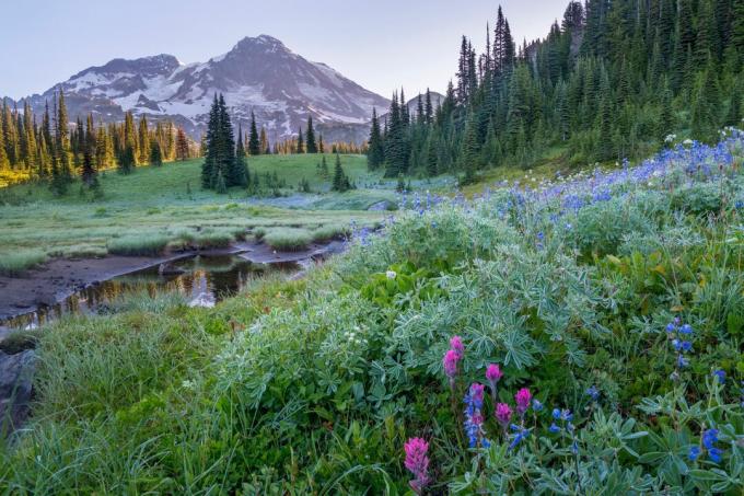 Mount Rainier Nacionalni park