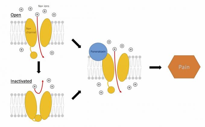 Djelovanje poneratoksina na natrijeve kanale za stvaranje boli.
