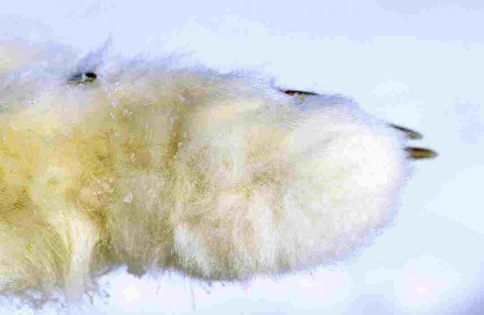 Arktička lisica ima debelo krzno koje prekriva stopala.