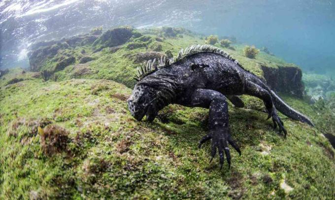 Muška morska iguana, koja se hrani algama