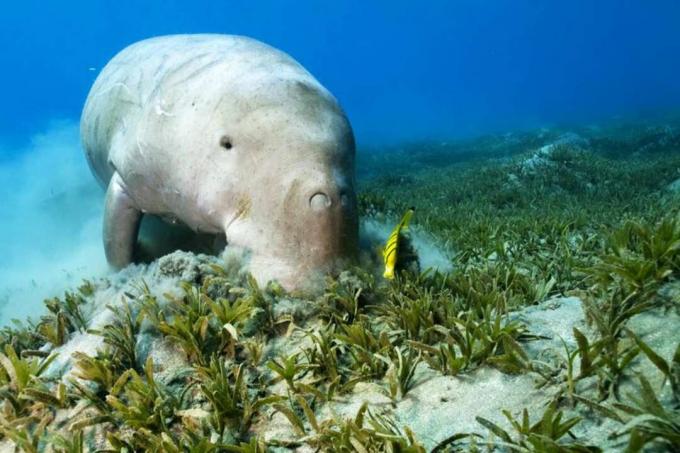 Dugong i čistija riba na morskoj travi.