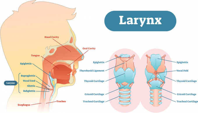Larynx anatomski dijagram ilustracija vektora, obrazovna medicinska shema.